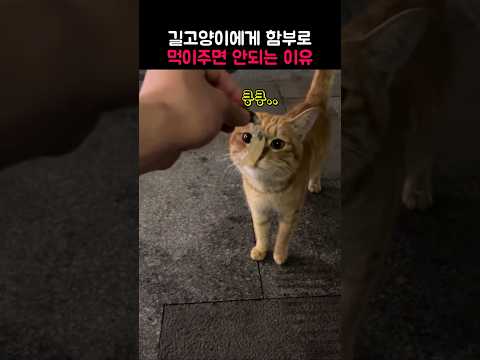 길고양이에게 함부로 먹이주면 안되는 이유(심장에 해로움..)