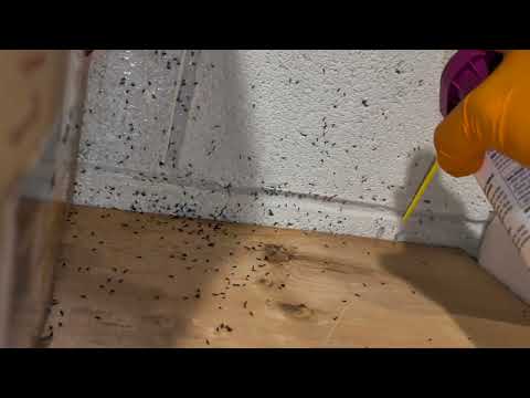 A Big Ant Colony in the Basement in Watchung, NJ