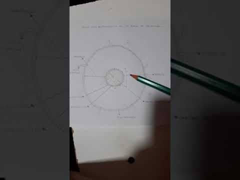 Raíz de una Eudicotiledónea