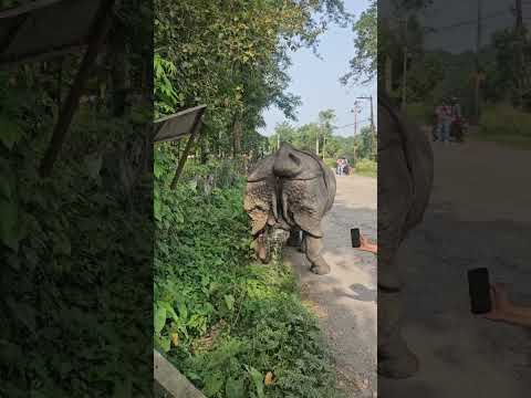 Can this rhino win the competition of peeing? #adventure ##wildlife #rhino #shorts