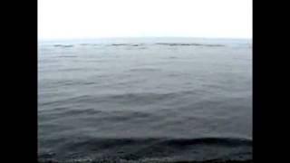 Lost Parts - Forest City Lovers