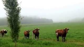 Cows at Cows Curious About Throat Singing