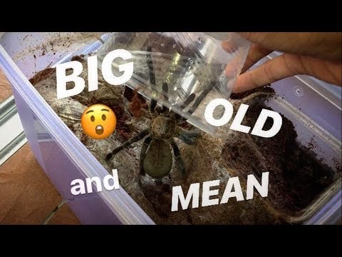 I got 3 new ADULT old world TARANTULAs ~ and they’re NOT HAPPY to meet me !!!