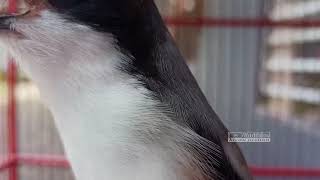 Download lagu CENDET ngekek Bag LOVEBIRD konslet Cocok buat masteran CENDET TROTOL | pancingan dan masteran trotol mp3