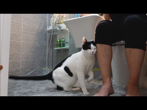 아빠와 떨어지기 싫어하는 고양이 때문에 화장실도 같이 사용하기로 했어요