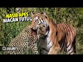 10 Deadliest Tiger Attacks Caught On Camera