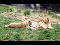 Lion Cubs At Lincoln Park Zoo Chicago