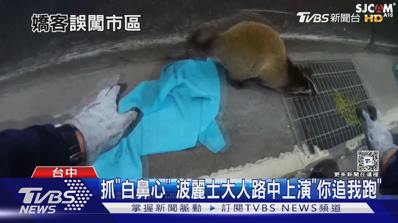 抓「白鼻心」！ 波麗士大人路中上演「你追我跑」