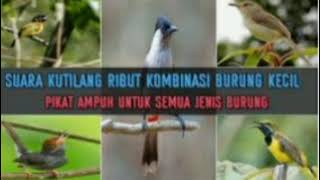 Download lagu Suara Pikat Kutilang Ribut Kombinasi Burcil mp3 Download lagu Suara Pikat Kutilang Ribut Kombinasi Burcil mp3