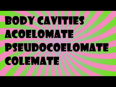 Biology Body Cavities Acoelomate Pseudocoelomate Colemate