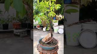 Download lagu ficus bonsai/ficus panda/root over rock ficus panda mp3
