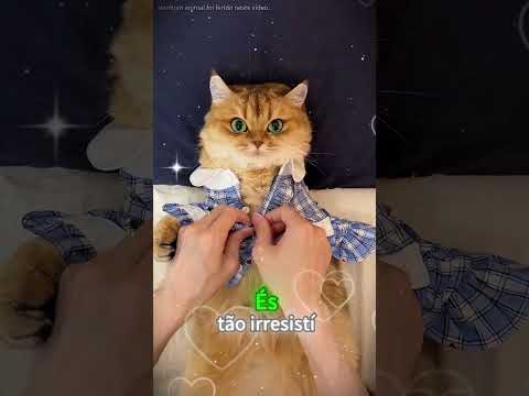 Escolha o seu favorito! Qual você levaria? 🥺🐈❤️ #funny  #short