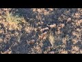 Wildebeest Running