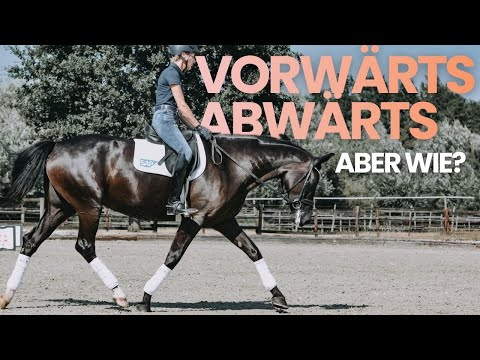 Dehnungshaltung richtig reiten: Vorwärts-abwärts korrekt erklärt | Reinhard Koblitz