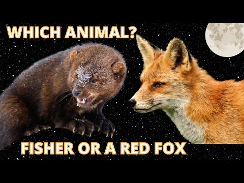 Sounds and Screams of a Fisher or a Red Fox ~ in S/E Massachusetts