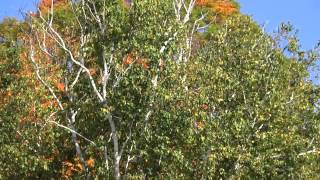 Vermont tree death Chemtrail alert!  Video 7