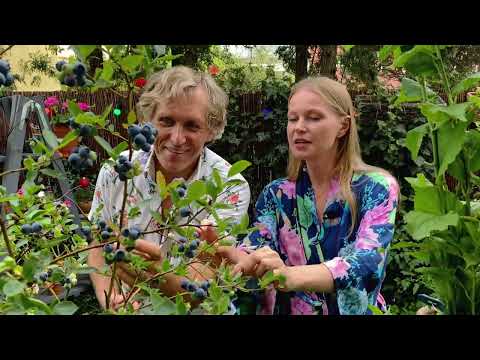 Why is it worth eating blueberries?