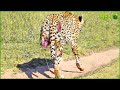 35 Bad Moments Leopards get injured while picking the wrong prey, what happens next? | Animal Fight