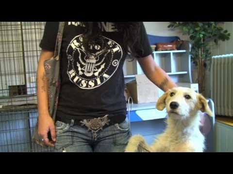 Sos gyvūnams (Vudis, Grūdas, Dūmas, Pankita, Bartas)