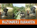 Dingen die je sowieso niet wist over de olifant?! ? | DierenpraatTV