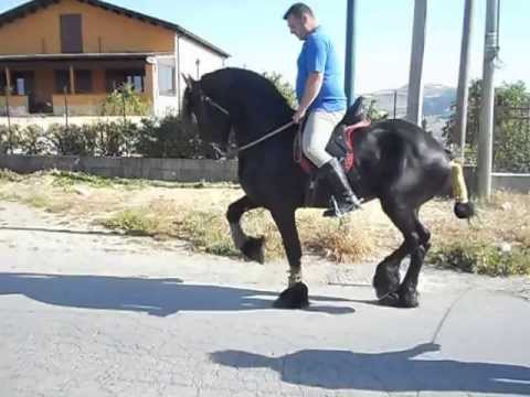 cavallo scud.fratelli guarneri