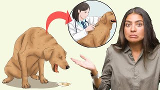 5 Serious Reasons Why Your Dog Keeps Throwing Up (BE CAREFUL)