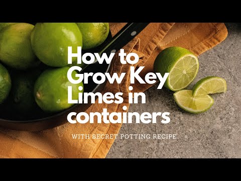 How to grow Key Lime Trees in containers| Secret Potting Mix