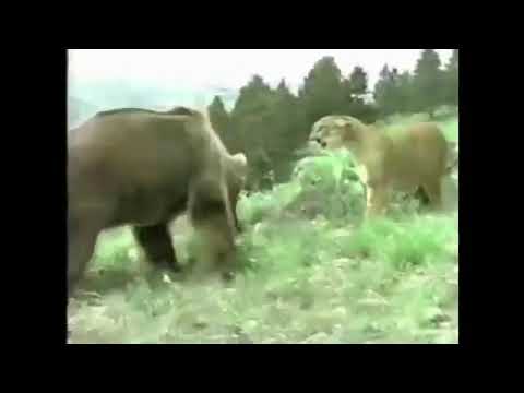 Puma vs Bear