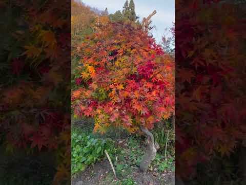 レッドカエデ 'ディセクタム ガーネット' 植物