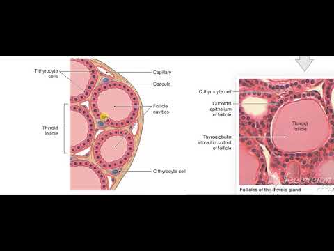 Thyroid gland function 2