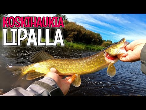 KALASSA KIIMINKIJOELLA - HAUKEA JA AHVENTA LIPALLA