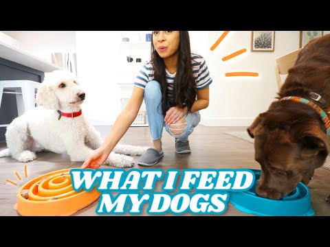 Why THIS is the best food for dogs! 🐶 Plus their...