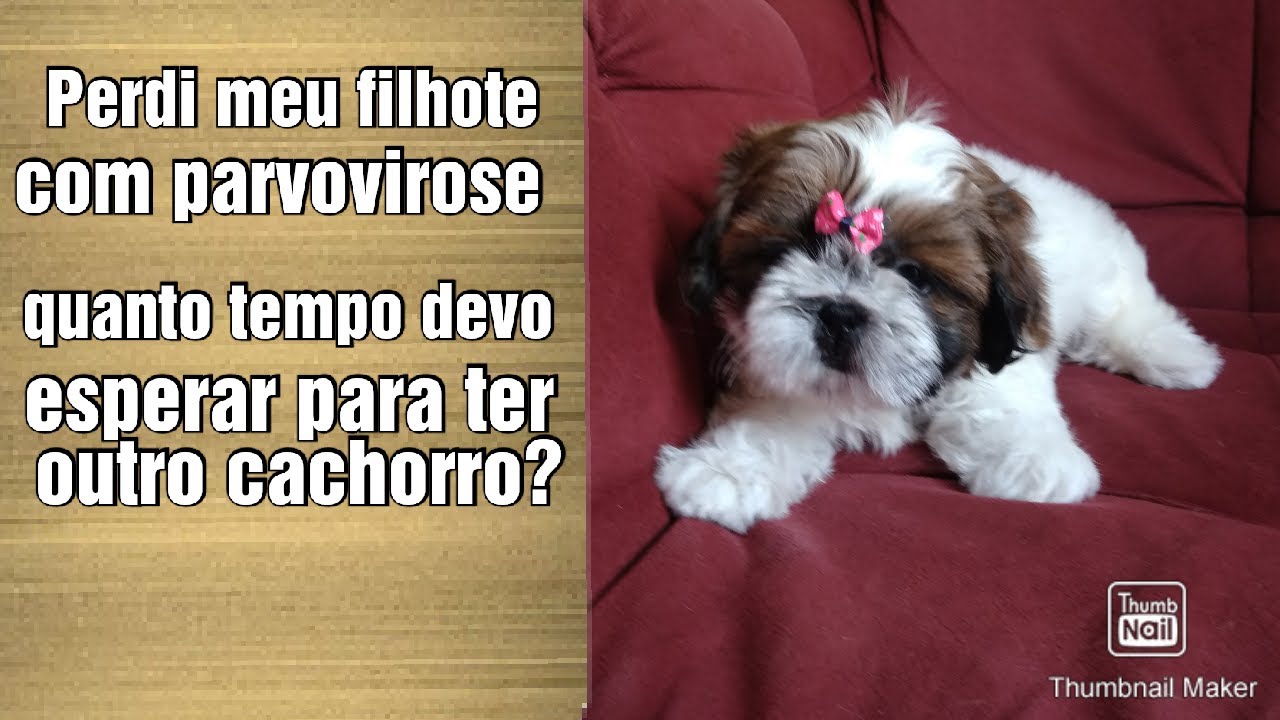Meu cão morreu com parvovirose, quando posso pegar outro?