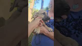 Video preview image #1 Basset Hound-Unknown Mix Puppy For Sale in Wakefield, RI, USA