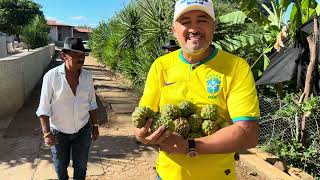 CHARLLES E TIRINGA FAZEM UM NINHO DE PINHA (PARTE 1) | COMÉDIA SELVAGEM 