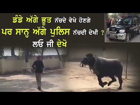 ਡੰਡੇ ਅੱਗੇ ਭੂਤ ਨੱਚਦੇ ਵੇਖੇ ਹੋਣਗੇ ਪਰ ਸਾਨ੍ਹ ਅੱਗੇ ਪੁਲਿਸ ਨੱਚਦੀ ਦੇਖੀ ? ਲਓ ਜੀ ਦੇਖੋ