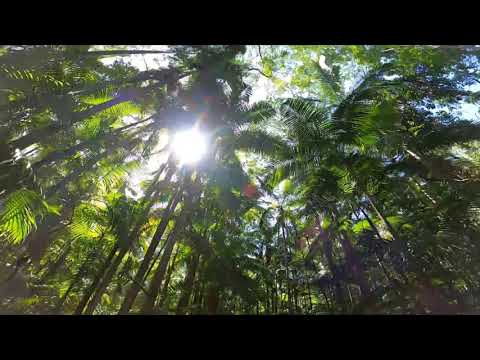 Relaxing Rainforest Sounds From El Yunque Rainforest In Puerto Rico | White Noise | Meditation