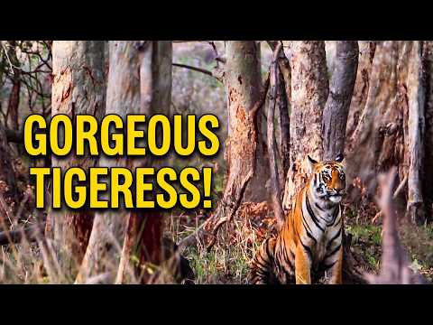 Tadoba Safari Evening Day 2 | Junona Gate & Irai Lake Sighting