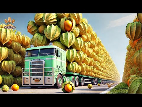 Farmers Harvest and Pack Golden Berries This Way: Processing Factory | Farming Documentary