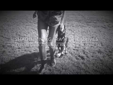Shadow Niagara Hight-Drives - obedience 3 months