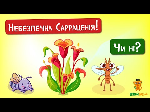 🍀 Дива природи. Явища навколо нас. Дивовижні хижі Сарраценії 🌏
