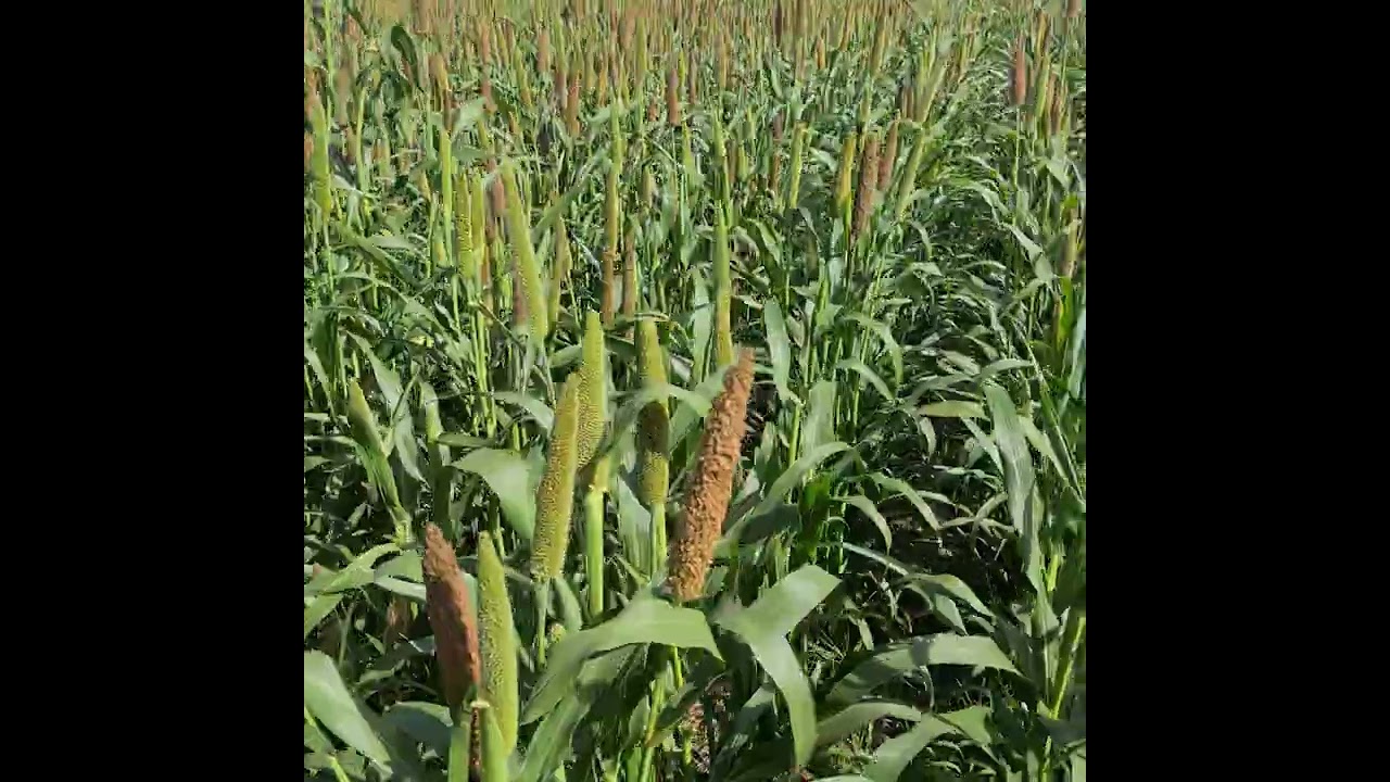 CONHECENDO A CULTURA DO MILHETO