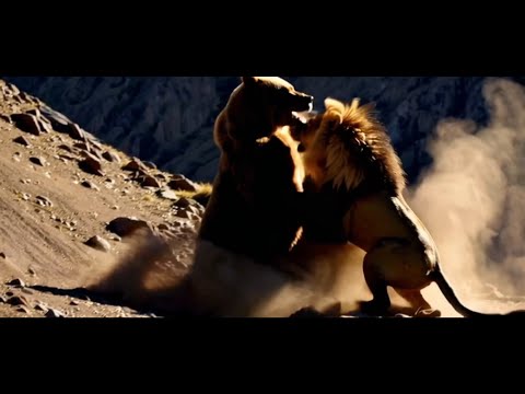 Lion vs Grizzly Bear fight battle!