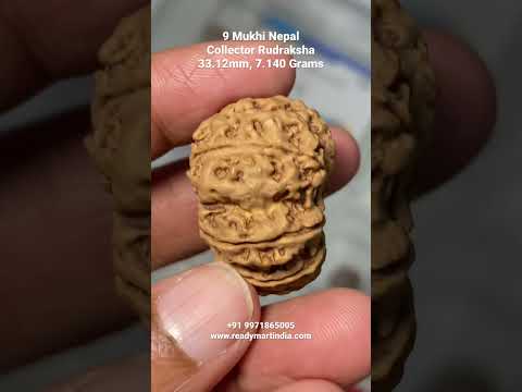 9 Mukhi Nepali Rudraksha