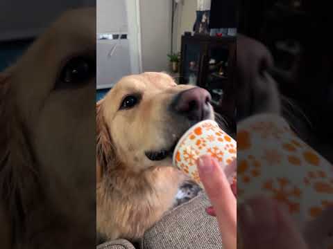 #dog #goldenretriever #doglover #puppy #icecream #loveice #funnyshorts #funnyvideo #shortvideo
