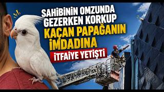 Sahibinin Omzunda Gezerken Korkup Kaçan Papağanın İmdadına İtfaiye Yetişti