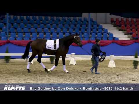 3jähr. Wallach  v. Don Deluxe x Bonifactius