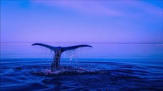 Klaus Schulze - Pax De Deux (Whales)