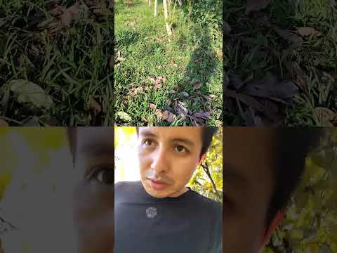 Instalacion de impulsores para cercos electricos de ganado en la joya de los sachas, orellana, ec