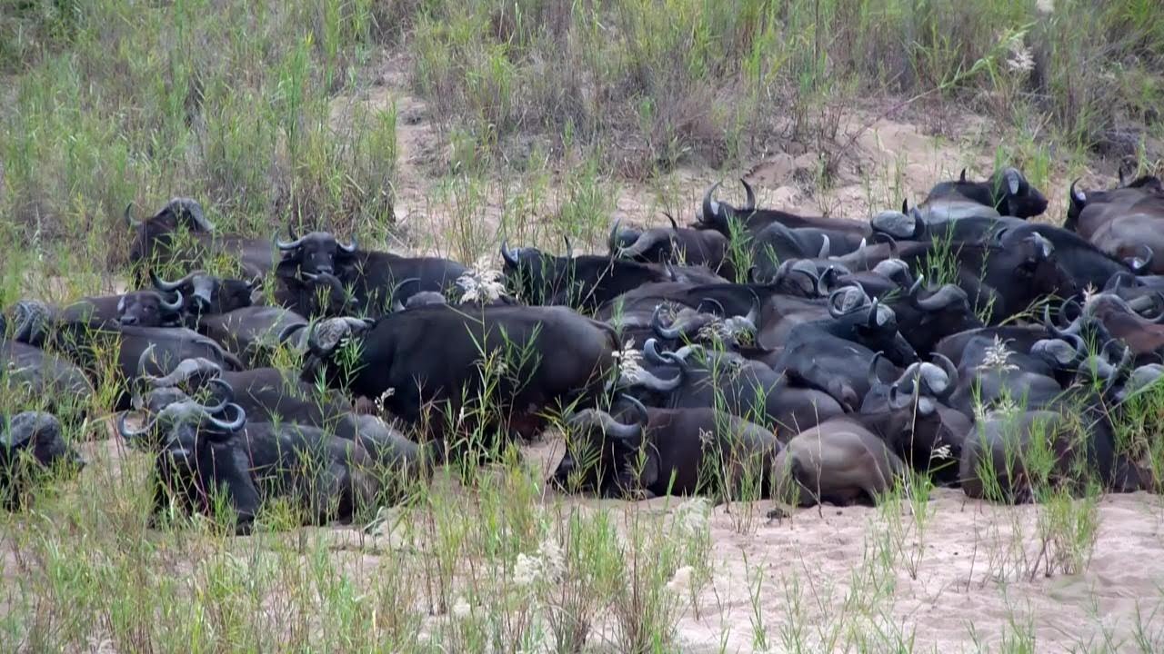 Live webcam view of Skukuza Bushveld Wildlife Cam